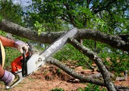 Reliable Lebanon, NH Tree Services Solutions